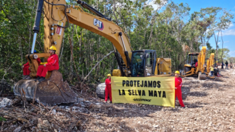 Pide GreenPeace México suspensión inmediata de construcción del tramo 5 del Tren Maya 