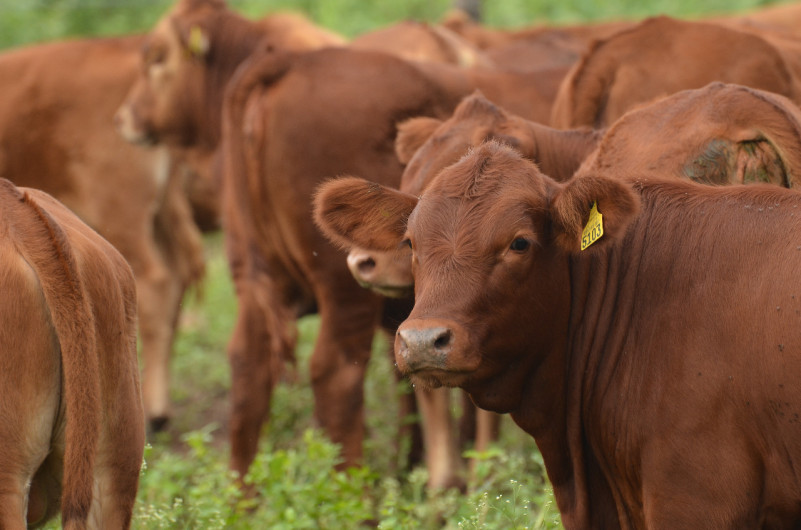 Cerca de 4.9 mdp dispersará el Gobierno Estatal para Ganaderos