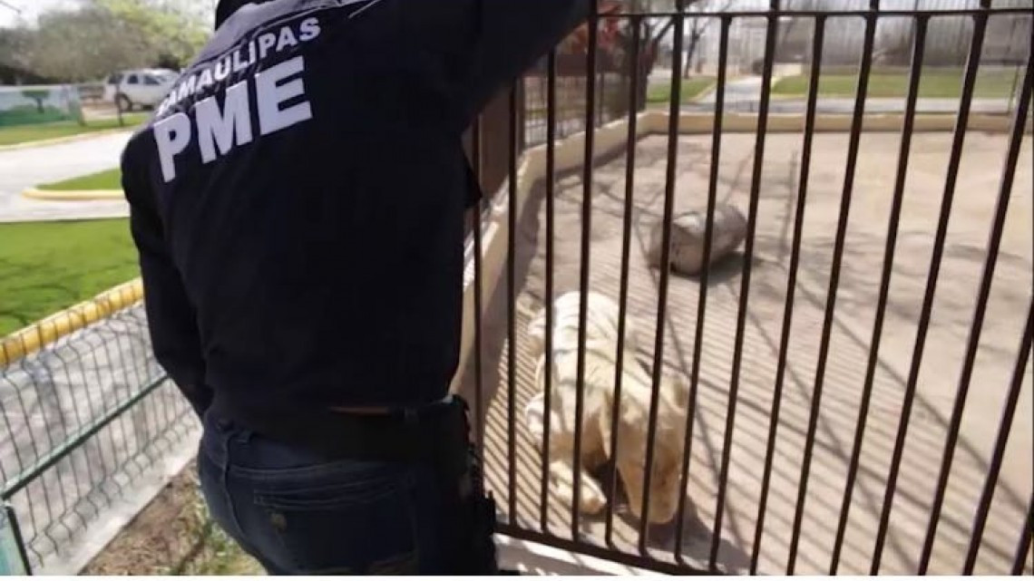 Descubren maltrato animal y probables sustancias en zoológico