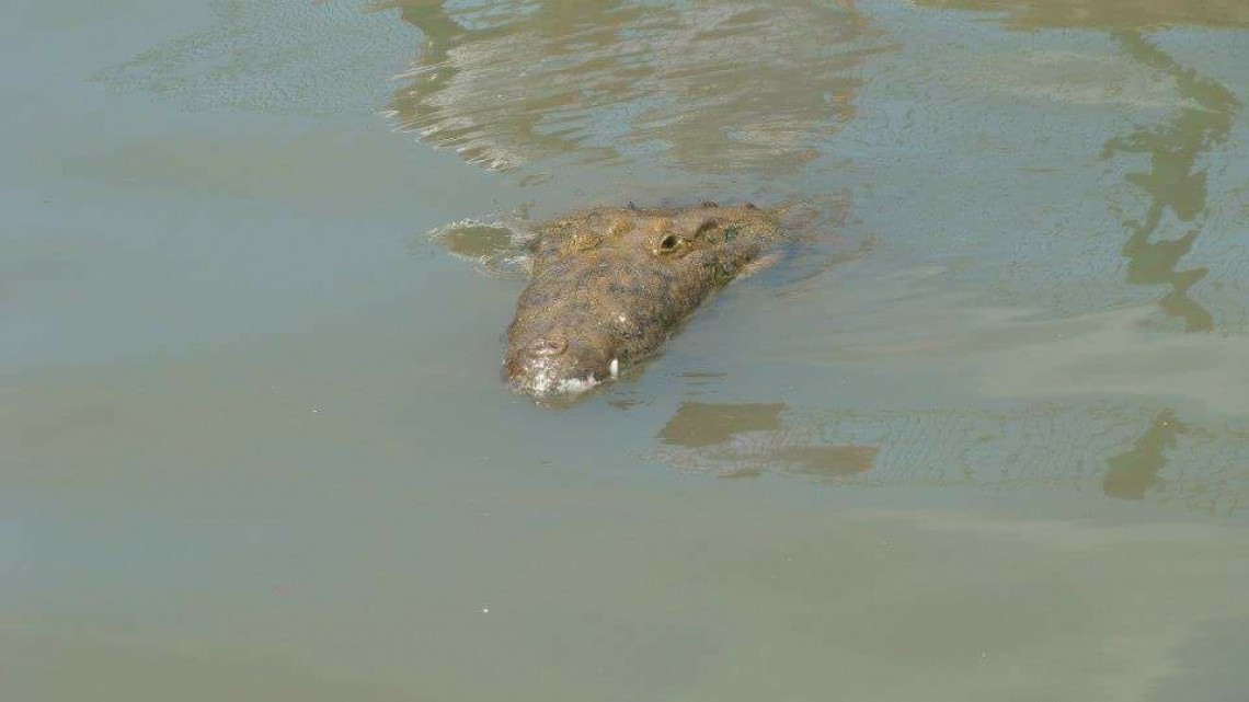 Exigen mayor vigilancia en Laguna del Carpintero tras ataque de cocodrilo