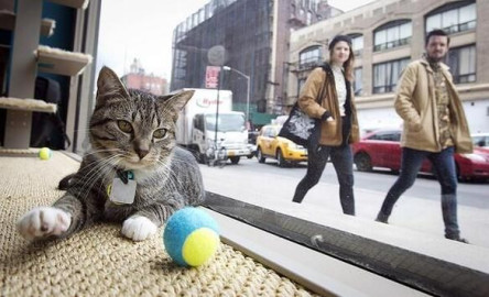 Invitarán por primera vez a gatos a fiesta anual de perros en NY