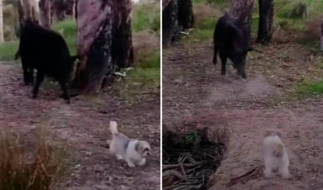 Perrito confronta a un toro que lo perseguía