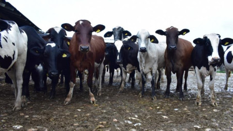 Con vaquillas de doble propósito, Tamaulipas detona la producción de leche