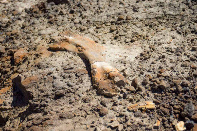 Niño descubre huesos de dinosaurio en Canadá