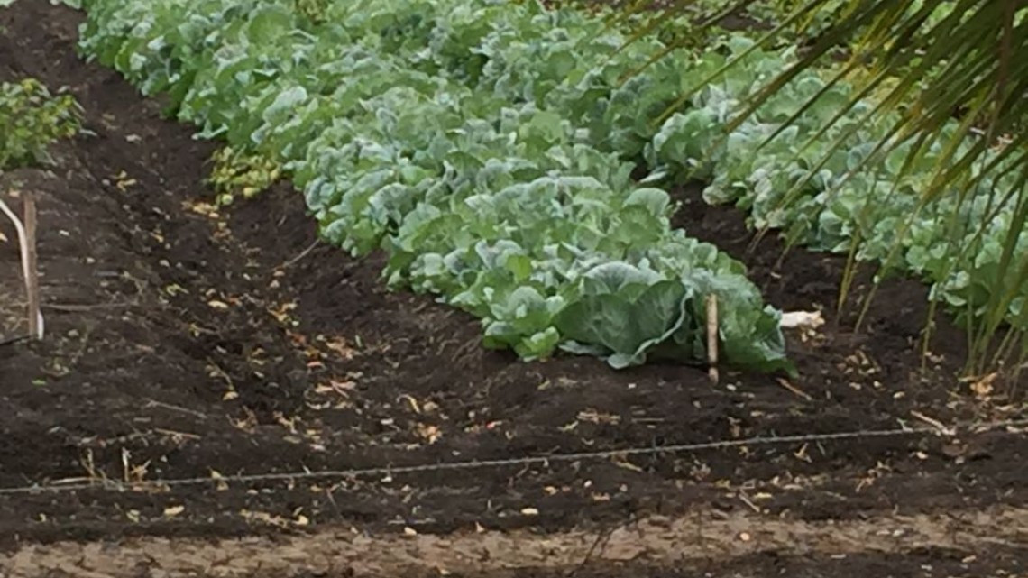 Campo externa preocupación por contaminación