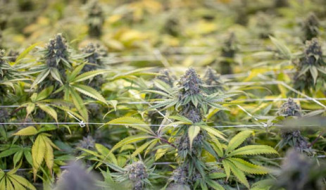 SCJN decidirá en 2 semanas inconstitucionalidad de leyes para regular cannabis