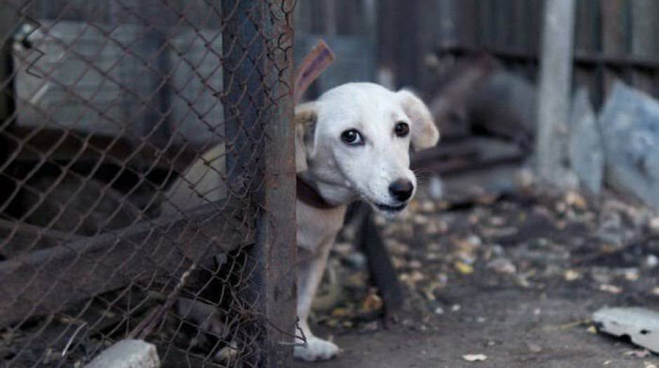  ¡Adiós adopciones irresponsables! Proponen crear un registro nacional de agresores de animales
