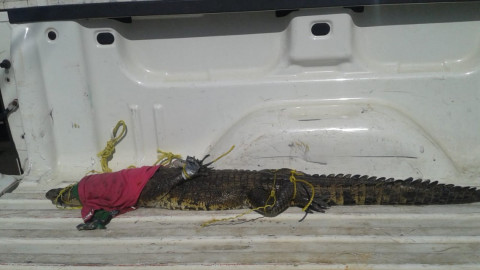 Crece presencia de cocodrilos en sectores cercanos a sistema lagunarios
