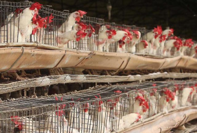 Gripe aviar se extiende en Yucatán, reportan seis granjas infectadas