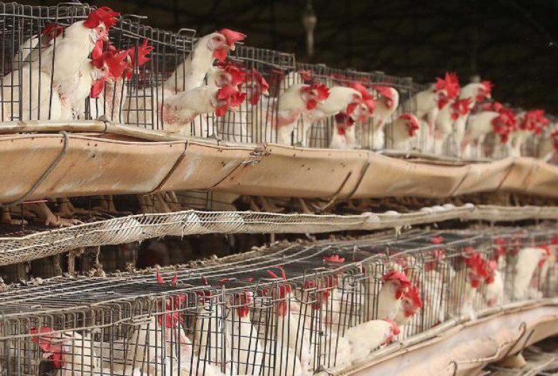 Gripe aviar se extiende en Yucatán, reportan seis granjas infectadas