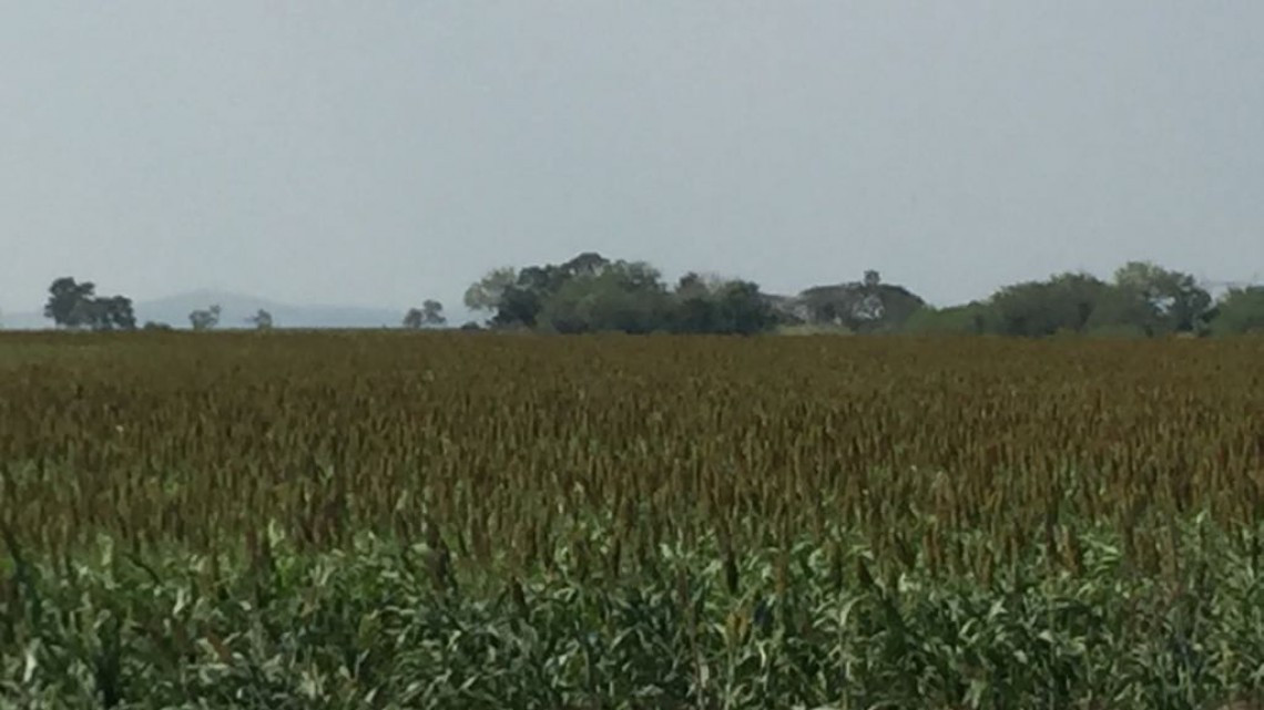 Altos impuestos, elevan costos de insumos de producción en el campo