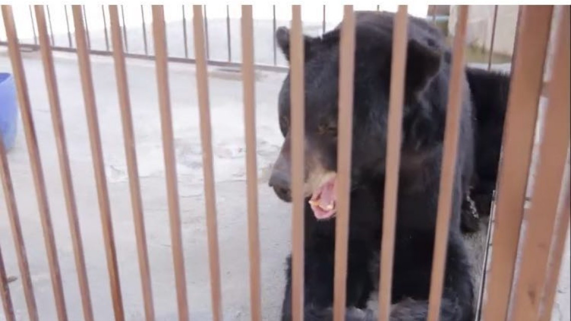 Descubren maltrato animal y probables sustancias en zoológico