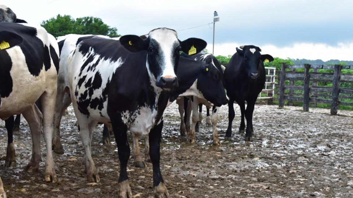 Con vaquillas de doble propósito, Gobierno de Tamaulipas detona producción de leche