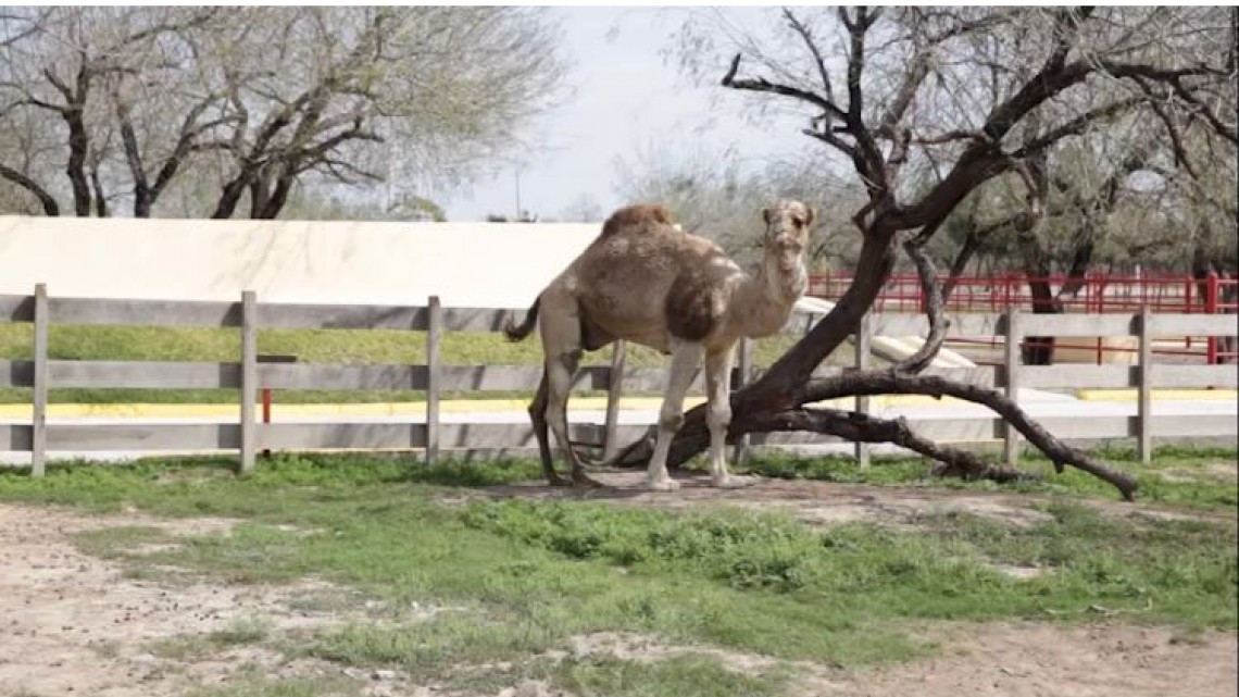 Descubren maltrato animal y probables sustancias en zoológico