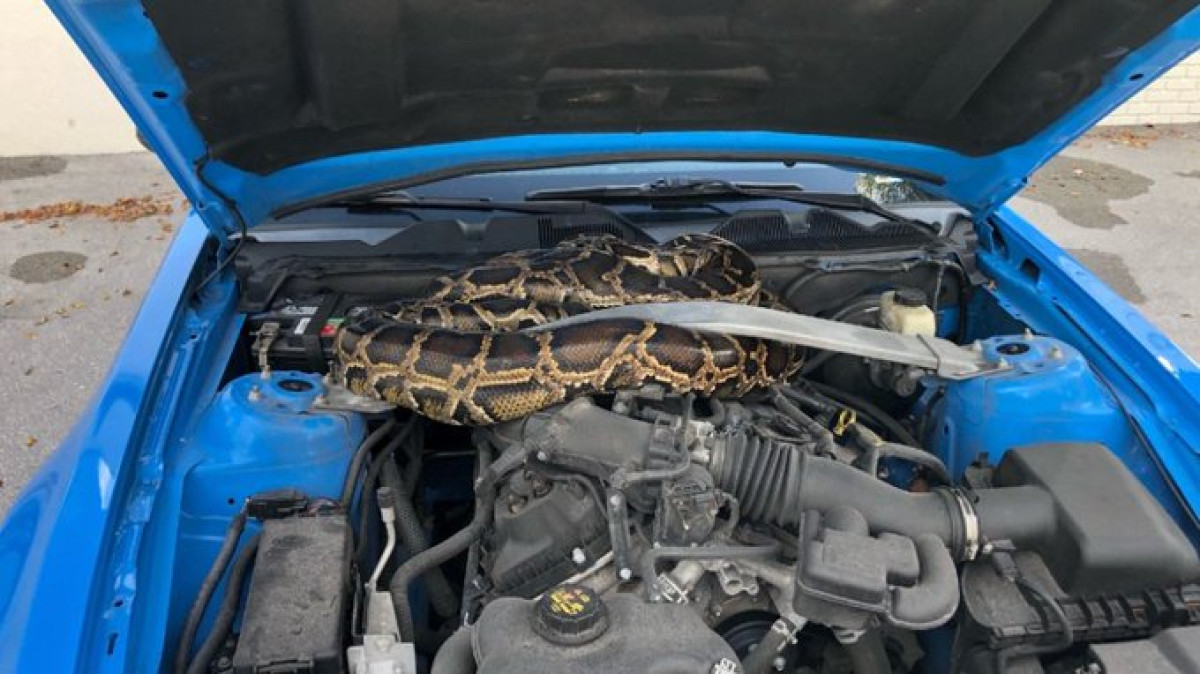 Automovilista abre cofre de su coche y encuentra una víbora de 3 metros