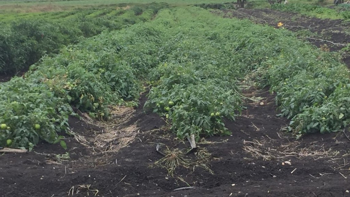 Lluvias insuficientes para la siembra de soya