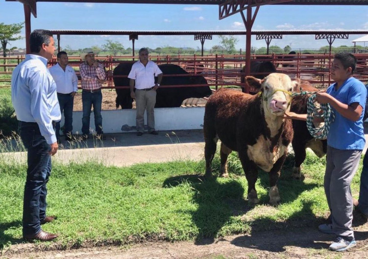 Impulsa Tamaulipas programa de mejoramiento genético