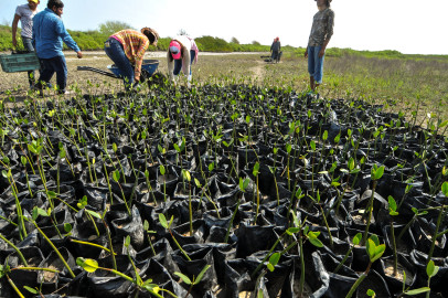 Reforestación de mangle da beneficios ambientales