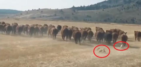 Pugs pastorean vacas y cabras