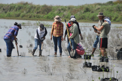 Beneficiará a cooperativistas reforestación de mangle
