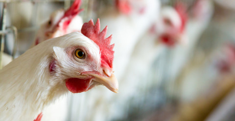 Descarta AMLO riesgos en México por gripe aviar