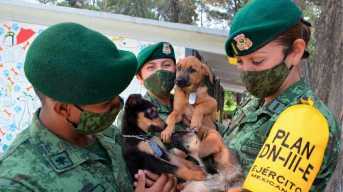 Perritos de refugio en Santa Lucía trabajarán para detectar drogas y COVID-19