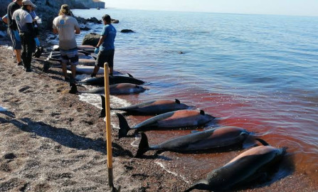 Encuentran 30 delfines muertos en la costa de Baja California Sur