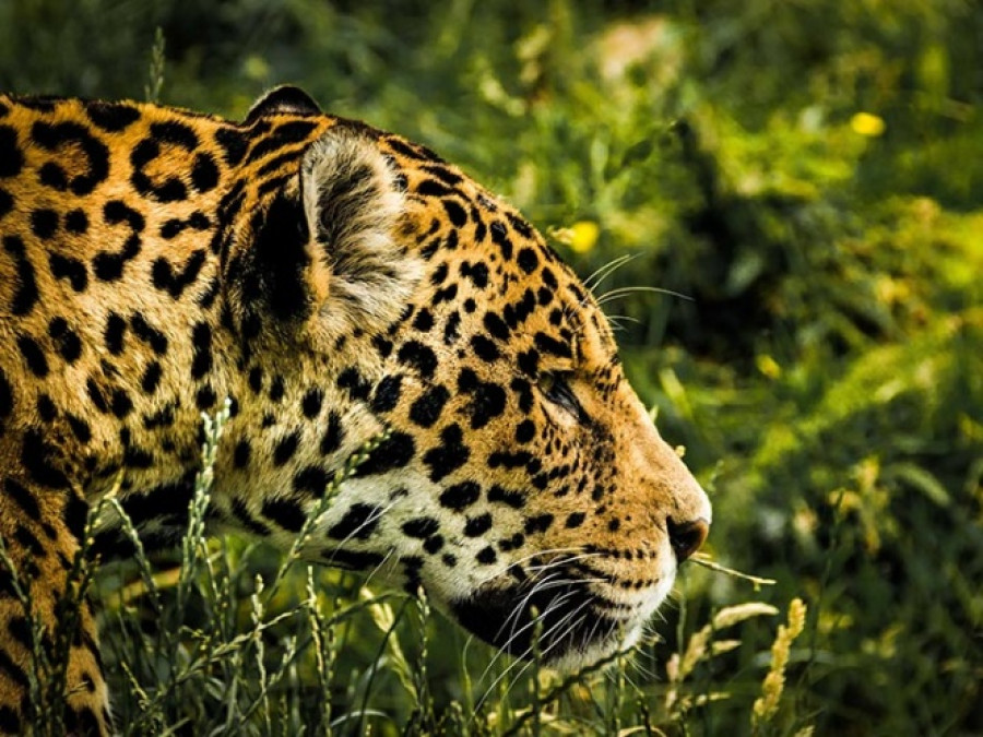 Tras escape de jaguar, aumenta cifra de animales muertos