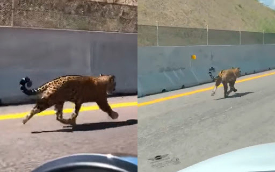 Captan a jaguar en la autopista Jala-Compostela