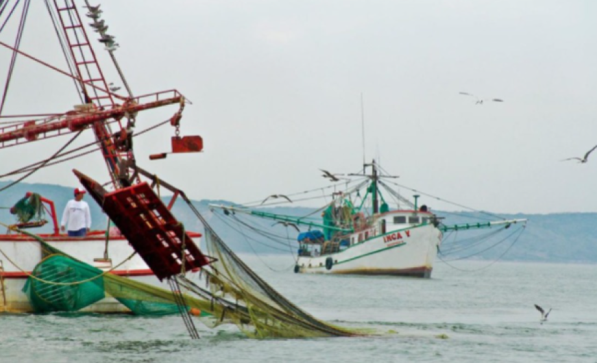 Inicia veda de camarón en Golfo de México y Pacífico 