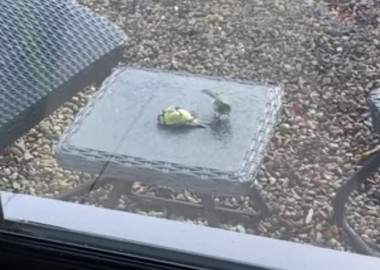 Pajarito “revive” a su amigo que chocó contra un vidrio