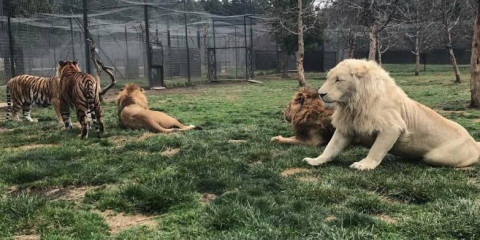 FGR llega a Black Jaguar para buscar fosas de felinos