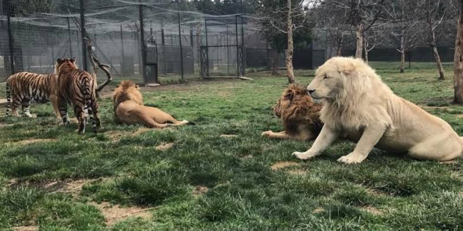 FGR llega a Black Jaguar para buscar fosas de felinos
