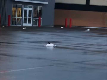 Lluvia ¡de gansos! en EU