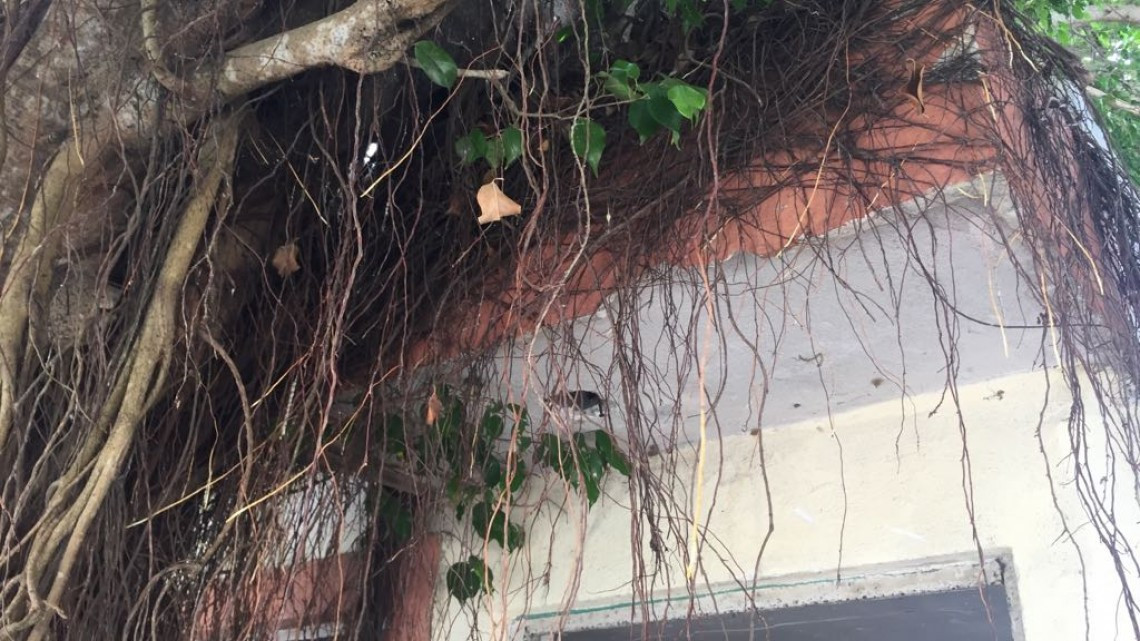 Por crecimiento en desorden, problemática de viviendas abandonadas: Asociación de Arquitectos