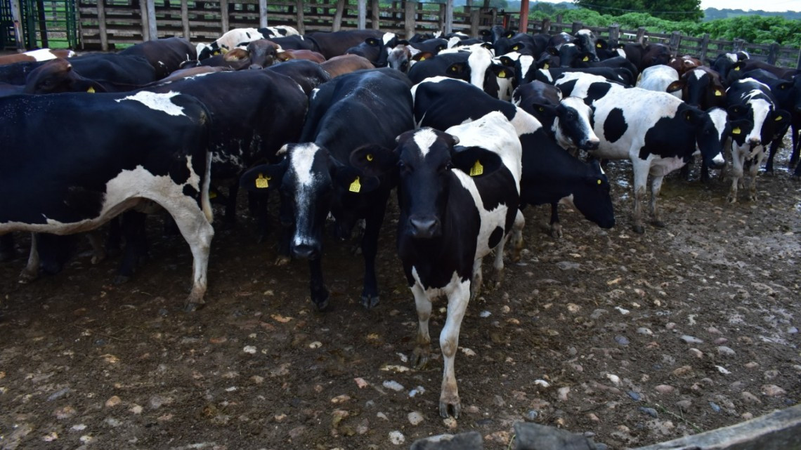 Con vaquillas de doble propósito, Gobierno de Tamaulipas detona producción de leche