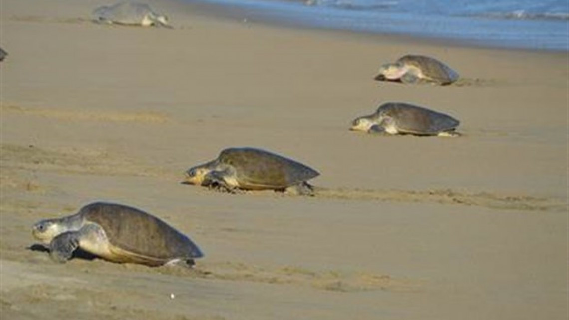 Recibe Oaxaca a cientos de tortugas Golfina