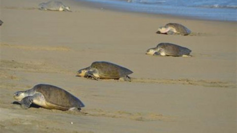 Recibe Oaxaca a cientos de tortugas Golfina