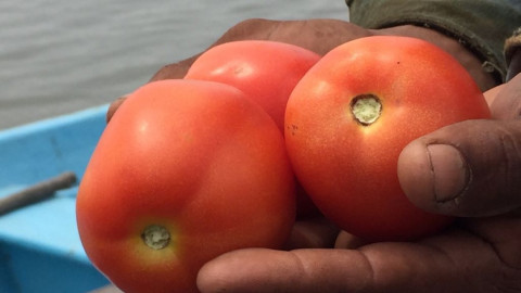 Márgenes del Tamesí, registran buena producción de tomate