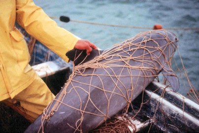 Vaquita marina podría extinguir en 15 días