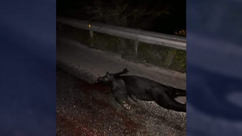 Atropellan a oso en carretera Tula - Ciudad Victoria