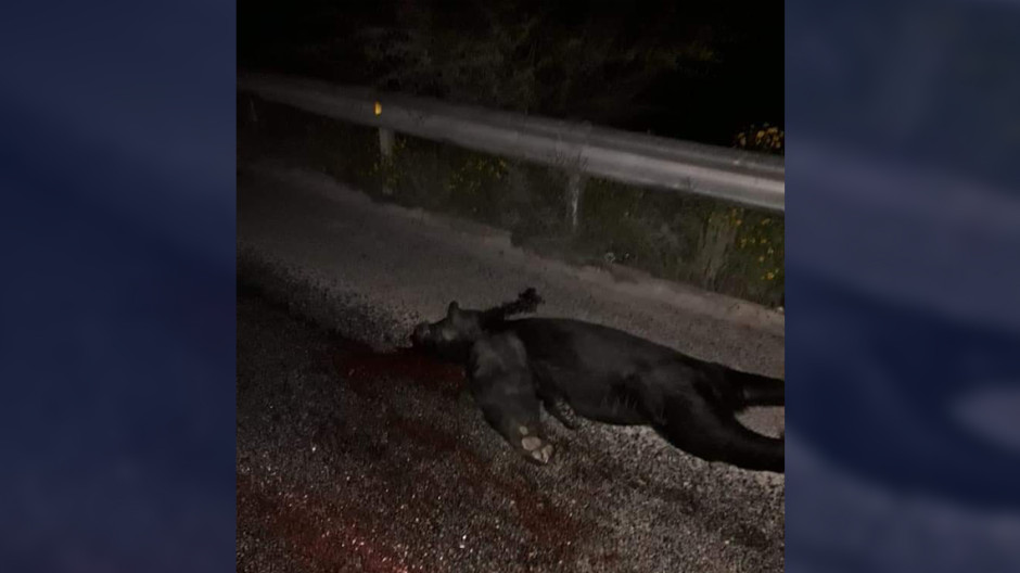 Atropellan a oso en carretera Tula - Ciudad Victoria