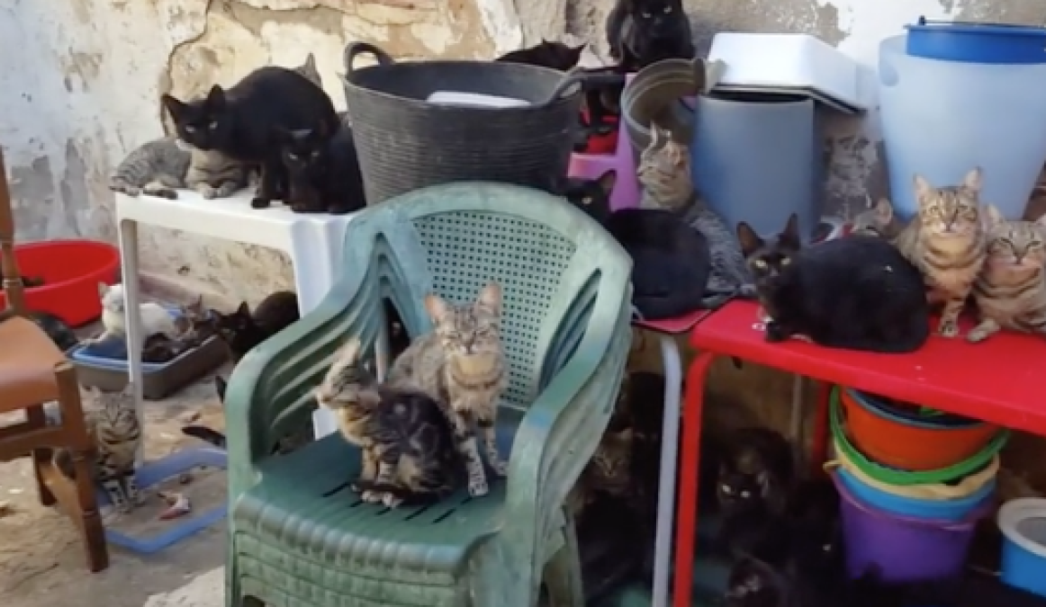 Rescatan a 101 gatos de vivienda de 37 metros cuadrados
