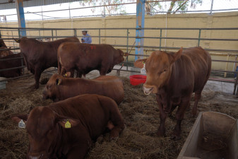 Abre Gobierno Municipal Convocatoria Para Programa de Mejoramiento Ganadero