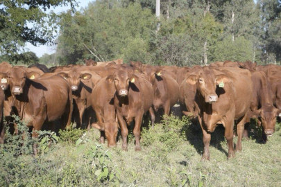 Refuerzan campaña contra la rabia paralítica bovina en Tamaulipas