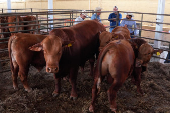 Nuevo Laredo impulsa la competitividad del campo con la tercera edición de “Mejoramiento Ganadero NLD”