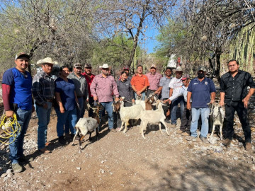 Impulsan evaluación reproductiva de sementales caprinos en Jaumave