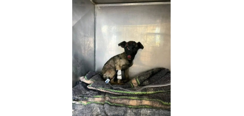 Milagritos: una guerrera entre los escombros