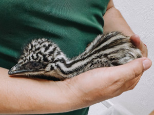 Nacen ejemplares de emú en el Zoológico Tamatán