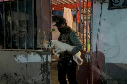 Rescatan a 42 perros en condiciones de maltrato en Coatzacoalcos, Veracruz